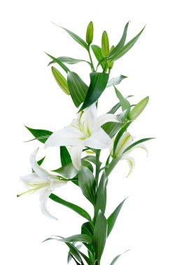 Beautiful white lily flowers clipart