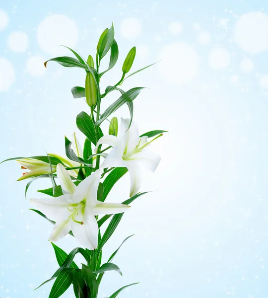 Красивые белые цветы Лили — стоковое фото