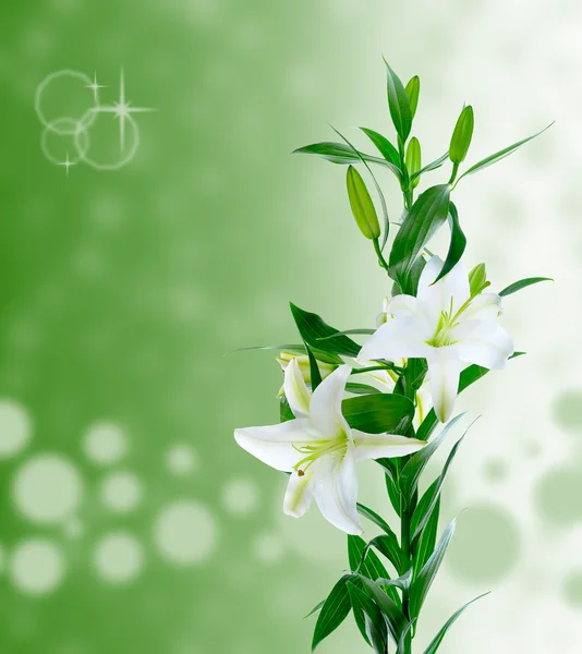 Bellissimi fiori di Giglio Bianco — Foto Stock