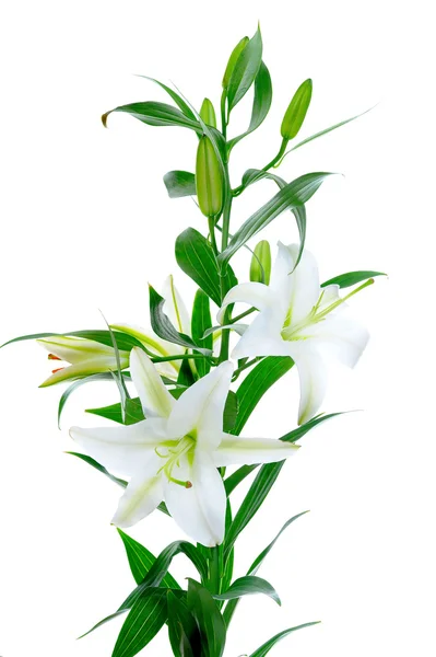 Hermosas flores de lirio blanco —  Fotos de Stock