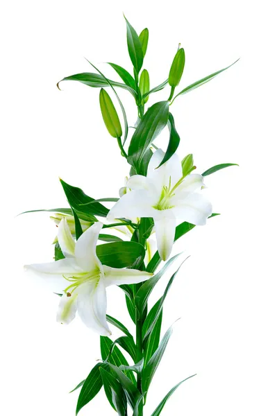 Красиві квіти білої лілії — стокове фото
