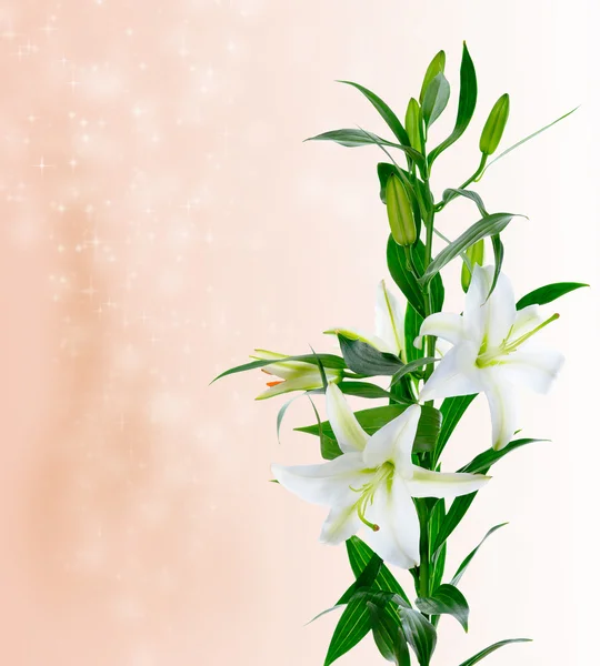 Krásné lilie bílé květy — Stock fotografie