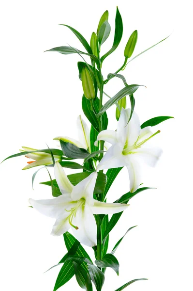 Vackra vita lily blommor — Stockfoto