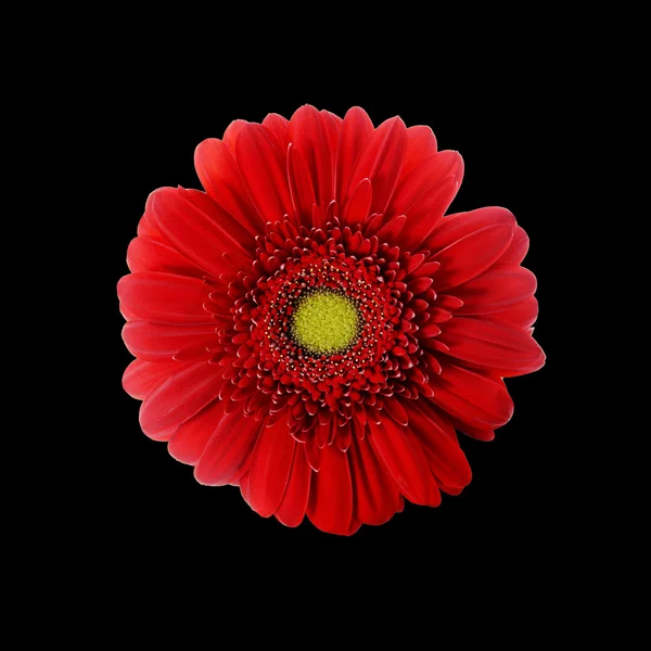 Gerbera czerwony kwiat — Zdjęcie stockowe
