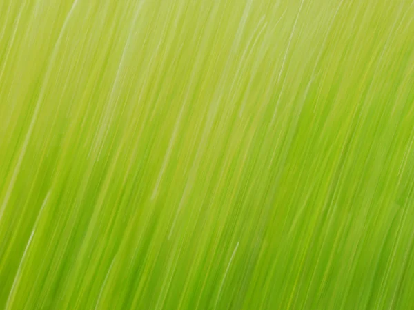 Gras - mit Tempo genommen — Stockfoto