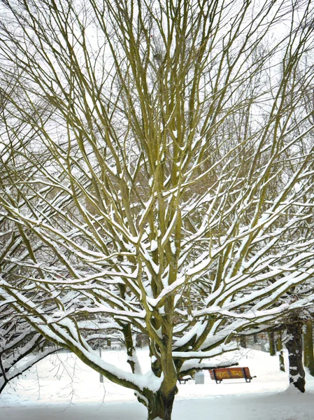 Зима - Дерево со снегом — стоковое фото