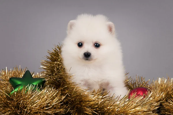 Cute Pomeranian puppy. — Stock Photo, Image