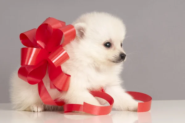 Pomeranian filhote de cachorro presente . — Fotografia de Stock