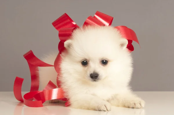 Pomeranian puppy present. — Stock Photo, Image
