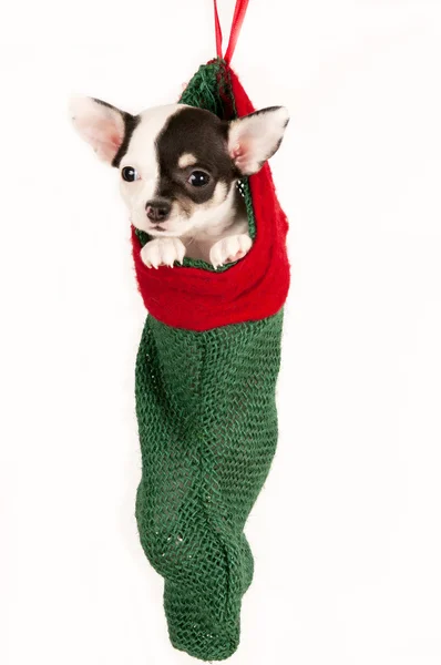 Niedlicher Chihuahua-Welpe. — Stockfoto