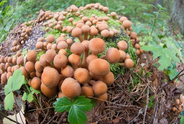 stock image Forest Mushrooms