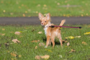 Chihuahua