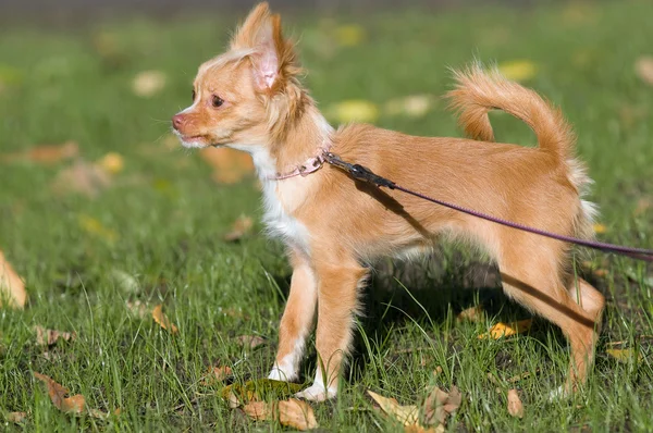 stock image Chihuahua