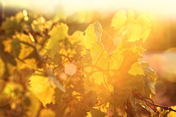 Vinné révy při západu slunce — Stock fotografie