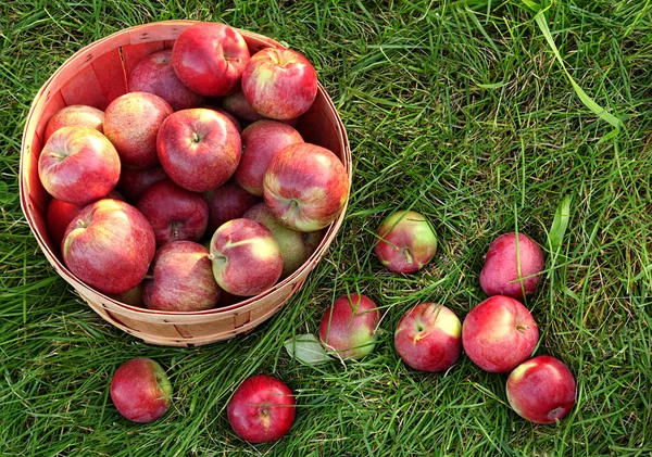 Overhead shot of a basket of freshly picked apples — Stock Photo, Image
