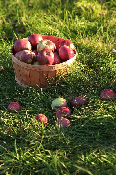 Крупный план свежесобранных яблок — стоковое фото