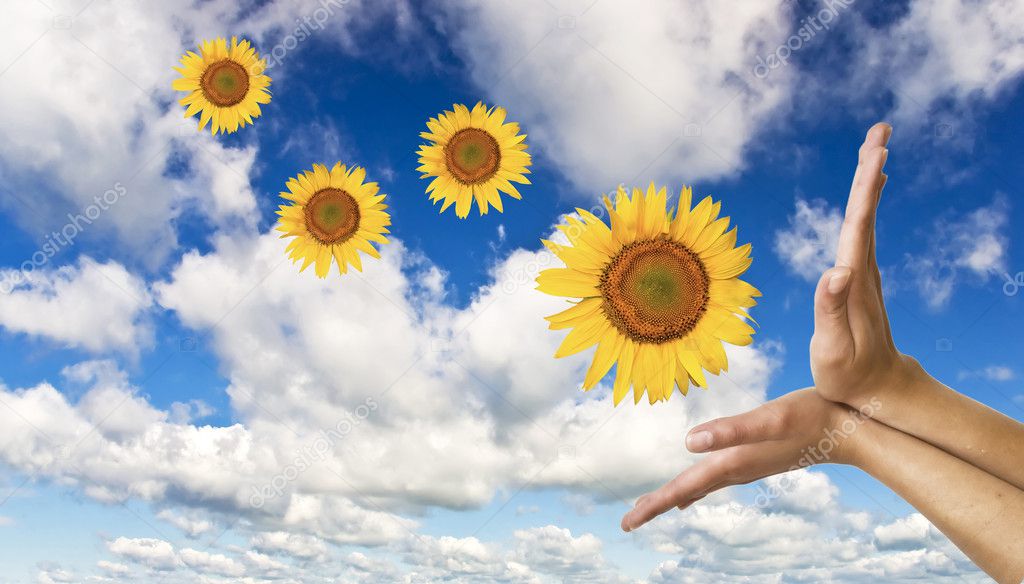 Hands with a sunflower on background of blue clear sky