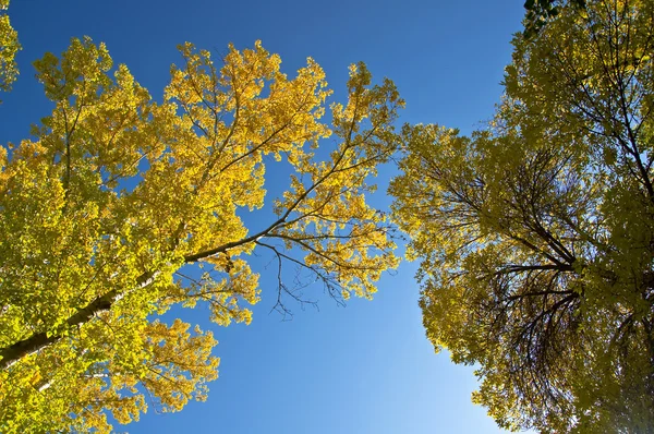 stock image Maple branch with yellow leaves