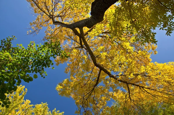 stock image Branch with yellow leaves