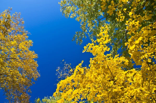 Zweig mit gelben Blättern — Stockfoto