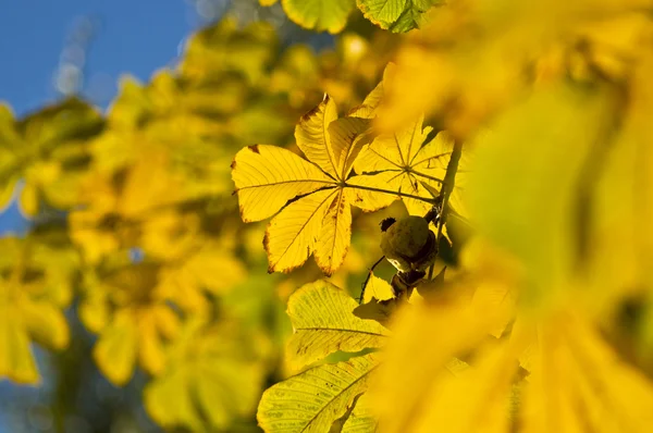 Kastanienzweig mit gelben Blättern — Stockfoto