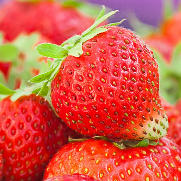Erdbeeren in einer Schüssel im Tageslicht — Stockfoto