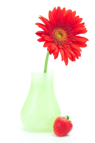 Red gerbera in a vase and strawberries isolated on white — Stock Photo, Image