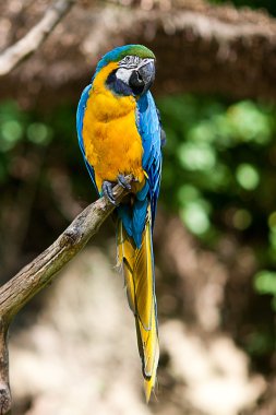 Macaws in the trees at the zoo clipart