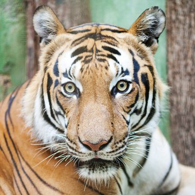 Beautiful big tiger in a zoo clipart