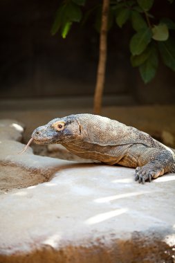 büyük kertenkele dragon hayvanat bahçesinde