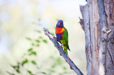 Hayvanat bahçesindeki güzel renkli papağan Lori