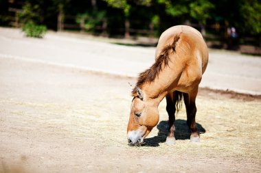 Hayvanat bahçesinde Przewalski'nın at