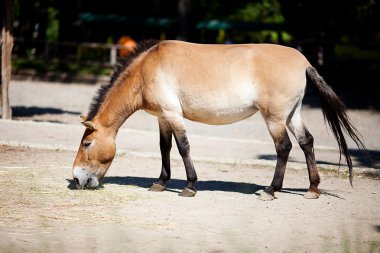 Hayvanat bahçesinde Przewalski'nın at