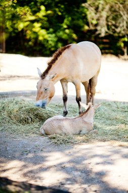 Hayvanat bahçesinde Przewalski'nın at