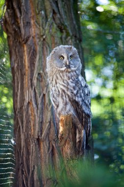 Big owl at the zoo clipart