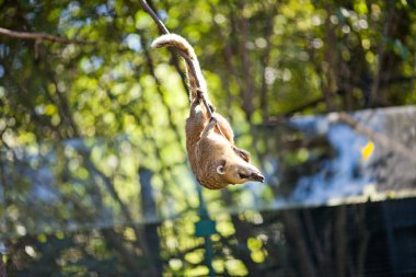 dal dal hayvanat bahçesinde atlama coati