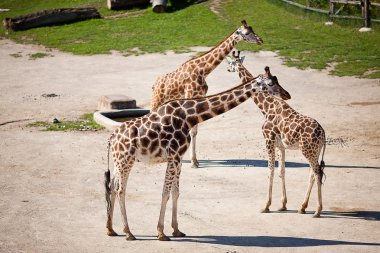 Zürafalar Hayvanat Bahçesi safari Park