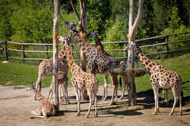 Zürafalar Hayvanat Bahçesi safari Park