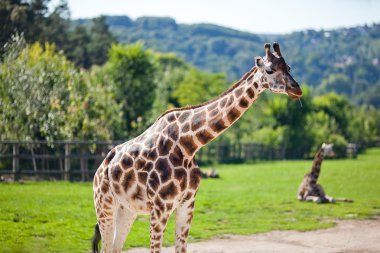 Giraffes in the zoo safari park clipart