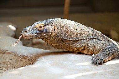 büyük kertenkele dragon hayvanat bahçesinde