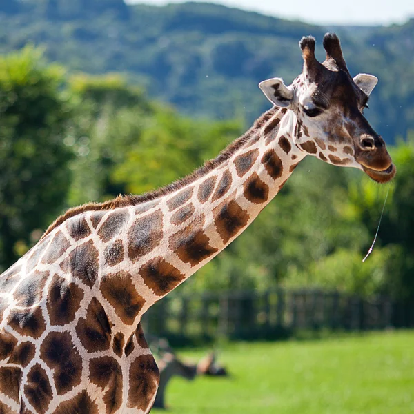 Girafas no parque zoológico de safári — Fotografia de Stock