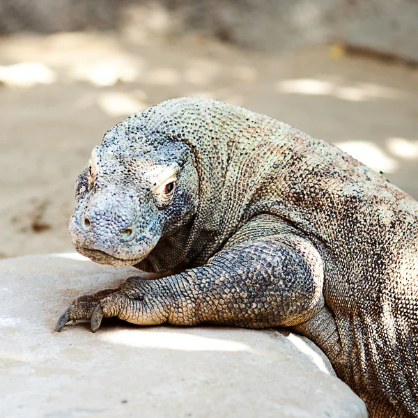 stock image Big lizard dragon at the zoo