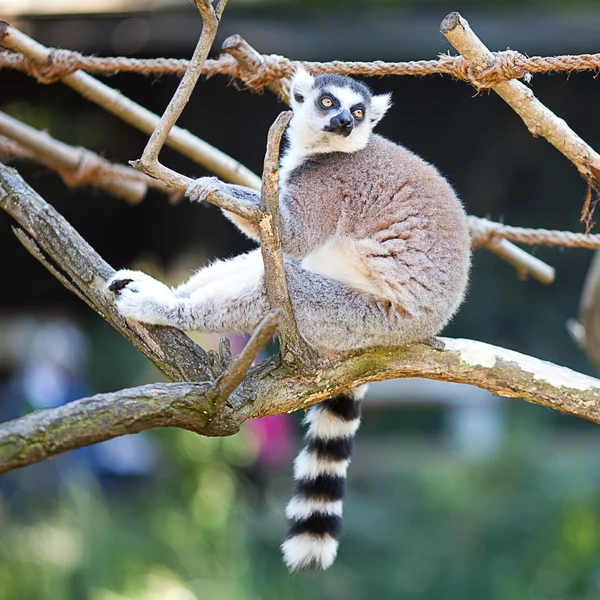 Lemur sentado en las ramas del zoológico — Foto de Stock