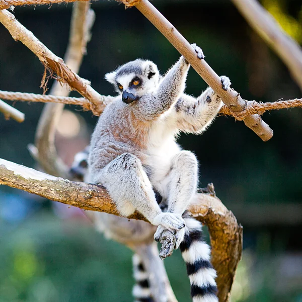Lemur sitzt auf den Ästen im Zoo — Stockfoto