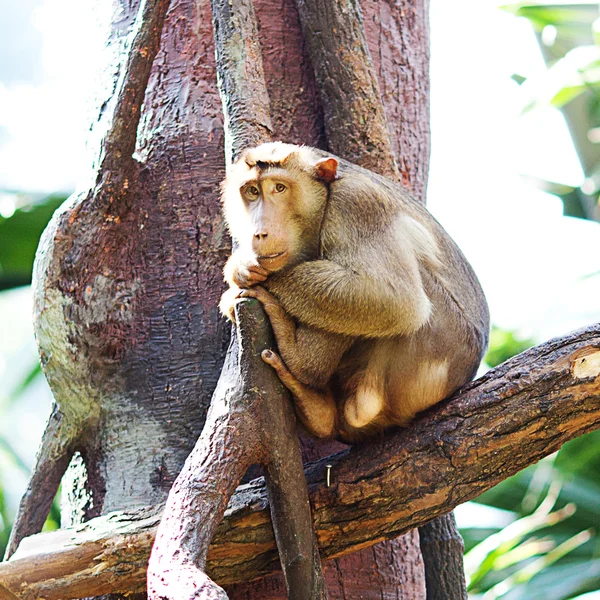 Μαϊμού σε ένα πράσινο θάμνο στο ζωολογικό κήπο — Φωτογραφία Αρχείου