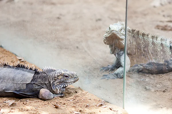 Grande dragão lagarto no zoológico — Fotografia de Stock
