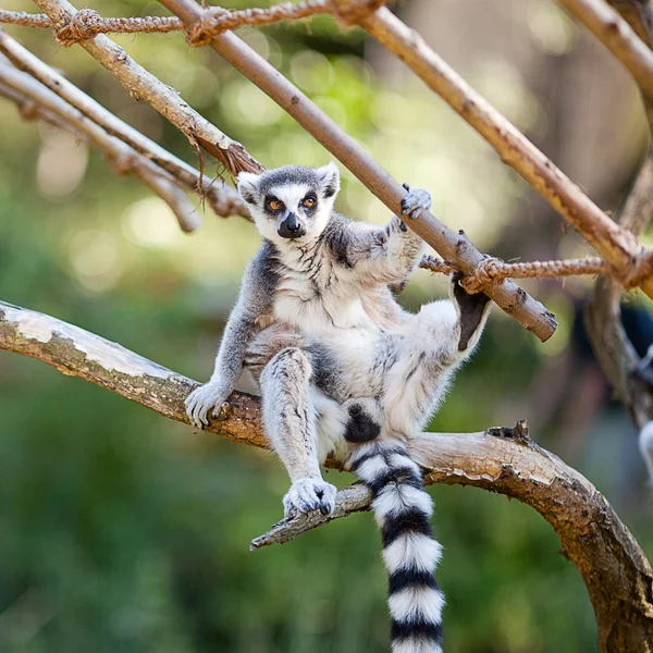 動物園で枝の上に座ってのキツネザル — ストック写真