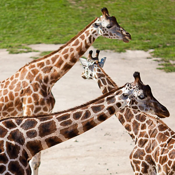 Girafes dans le parc zoologique safari — Photo