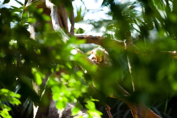 Μαϊμού σε ένα πράσινο θάμνο στο ζωολογικό κήπο — Φωτογραφία Αρχείου