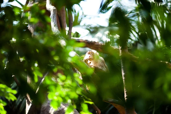 Małpa w zielony krzew w zoo — Zdjęcie stockowe